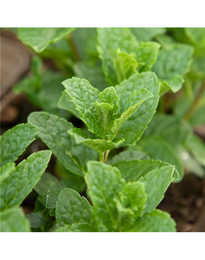 Mentha spicata 'Moroccan' 