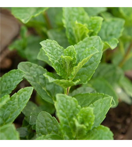 Mentha spicata 'Moroccan' 