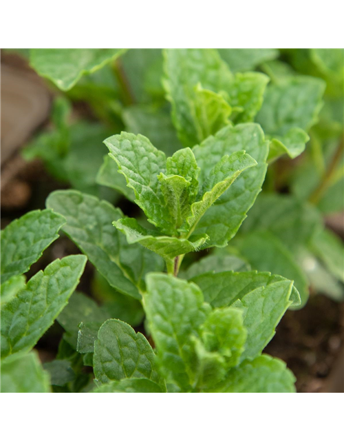 Mentha spicata Moroccan 