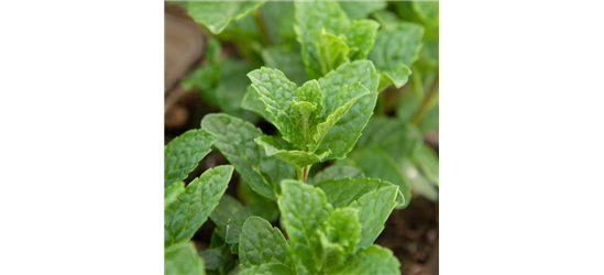 Mentha spicata 'Moroccan' 