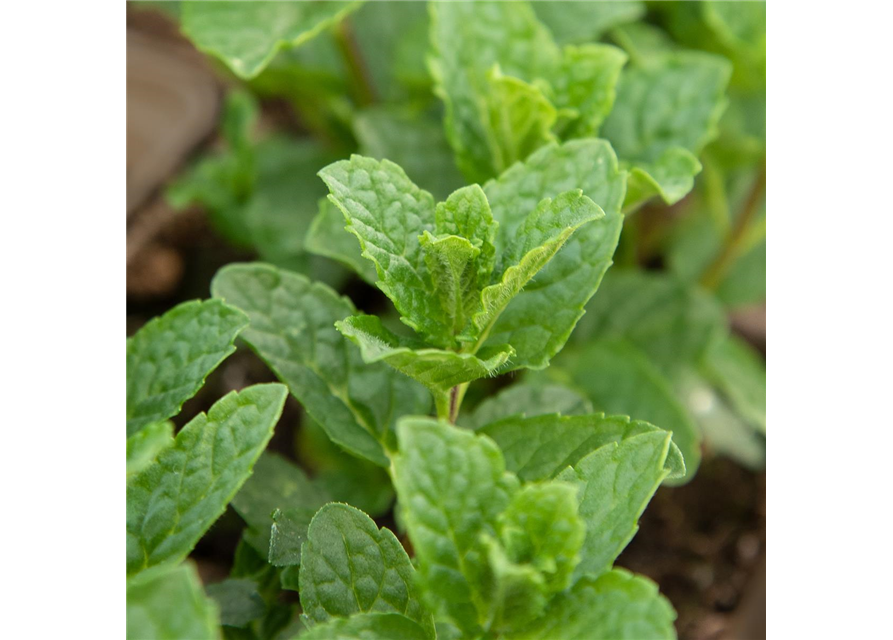 Mentha spicata Moroccan 