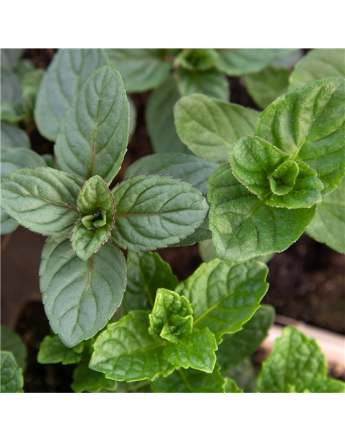 Mentha-Trio ('Chocolate', 'Moroccan', 'Spearmint')