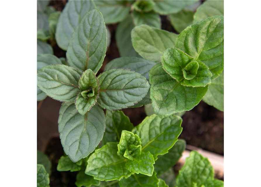 Mentha-Trio ('Chocolate', 'Moroccan', 'Spearmint')