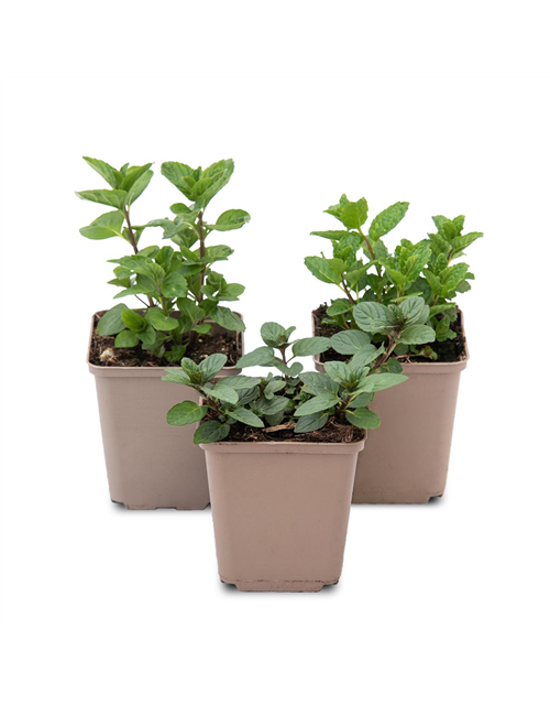 Mentha-Trio ('Chocolate', 'Moroccan', 'Spearmint')