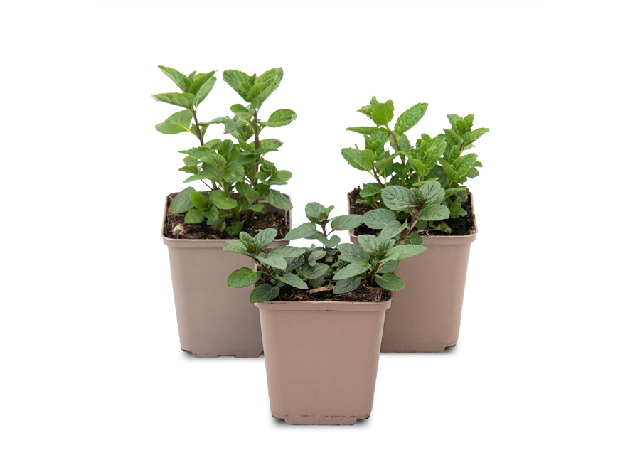 Mentha-Trio ('Chocolate', 'Moroccan', 'Spearmint')