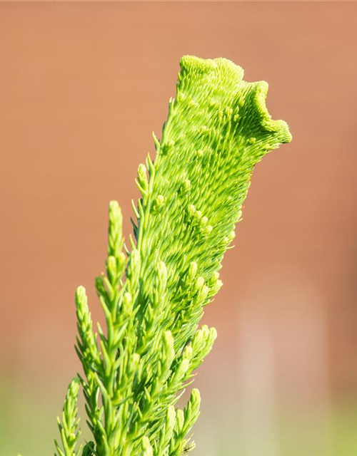 Cryptomeria japonica 'Cristata'