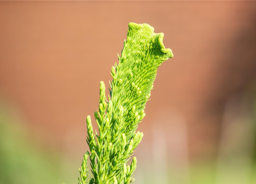 Cryptomeria japonica 'Cristata'