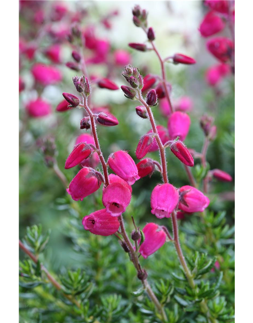 Daboecia cantabrica 'Angelina'