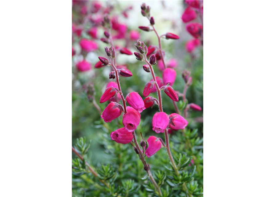 Daboecia cantabrica 'Angelina'