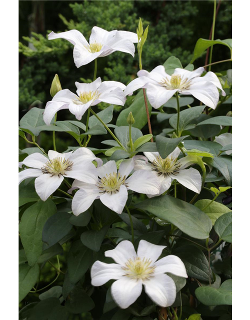 Clematis viticella 'Huldine'