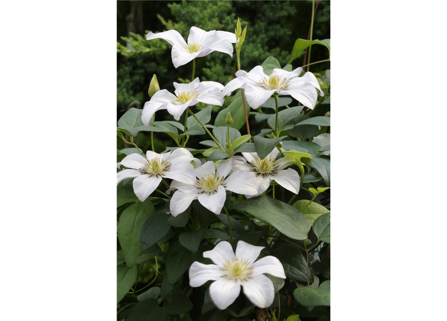 Clematis viticella 'Huldine'