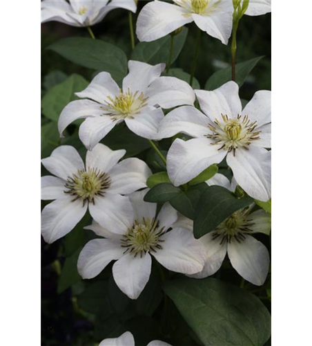 Clematis viticella 'Huldine'