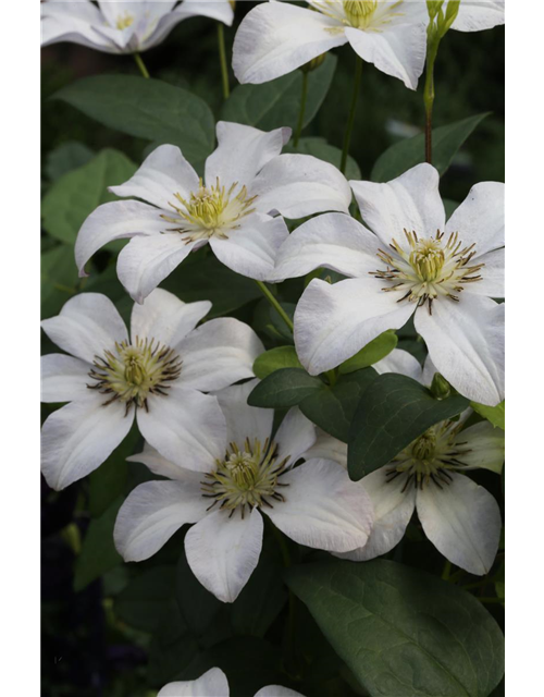 Clematis viticella 'Huldine'