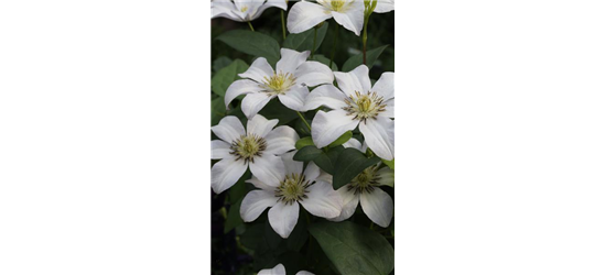 Clematis viticella 'Huldine'