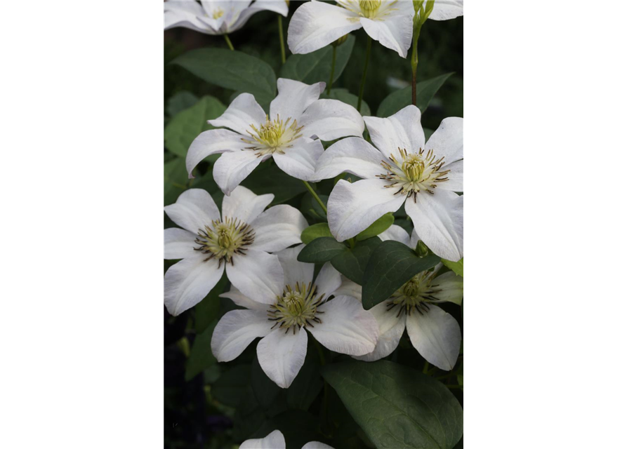 Clematis viticella 'Huldine'