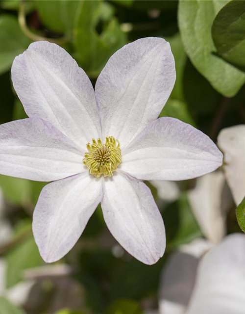 Clematis viticella 'Huldine'