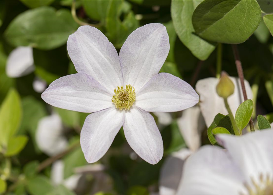 Clematis viticella 'Huldine'