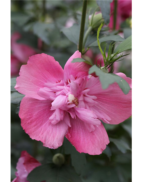 Hibiscus syriacus 'Freedom'®