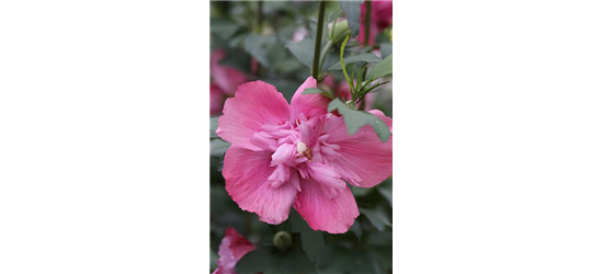 Hibiscus syriacus 'Freedom'®