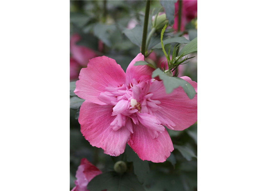 Hibiscus syriacus 'Freedom'®