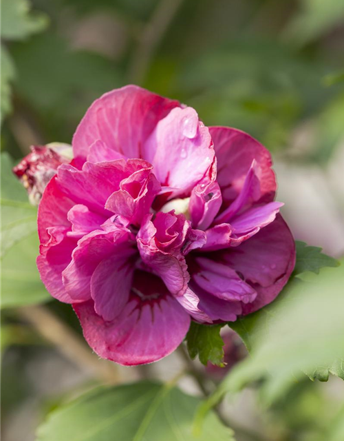 Hibiscus syriacus 'Freedom'®