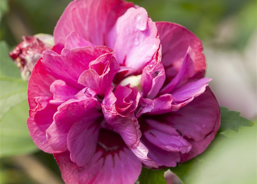 Hibiscus syriacus 'Freedom'®