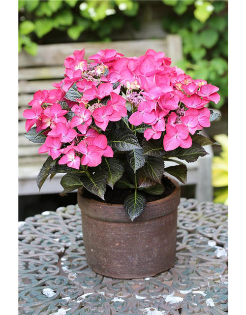 Hydrangea macrophylla 'Dark Angel'®