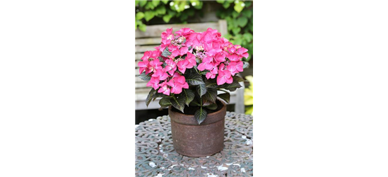 Hydrangea macrophylla 'Dark Angel'®