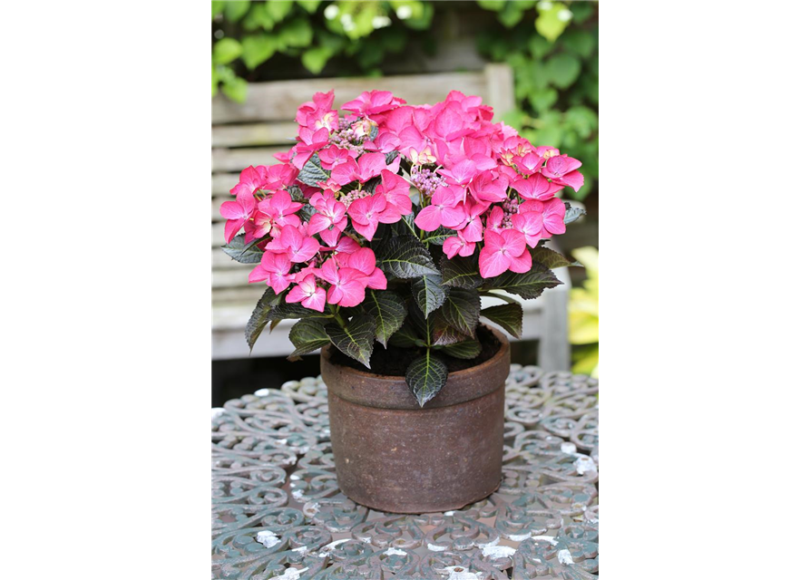 Hydrangea macrophylla 'Dark Angel'®