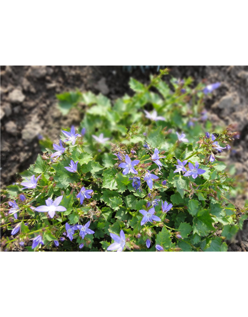 Campanula poscharskyana 'Stella'