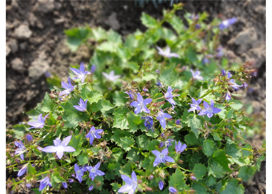 Campanula poscharskyana 'Stella'