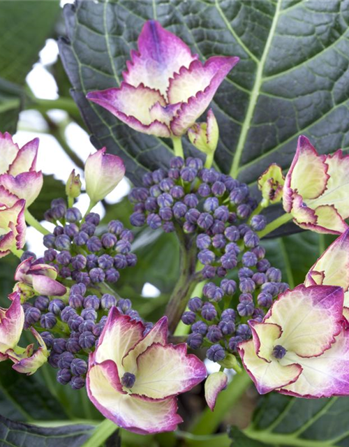 Hydrangea macrophylla 'Dark Angel'®