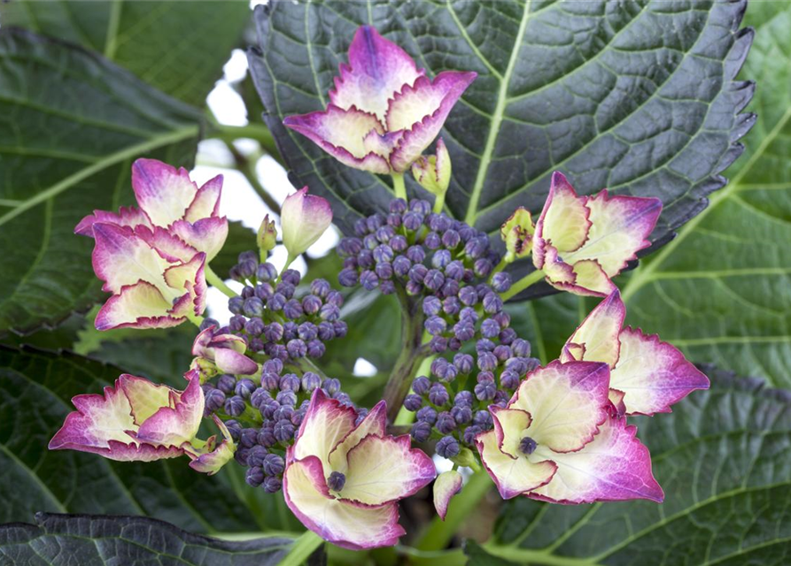 Hydrangea macrophylla 'Dark Angel'®