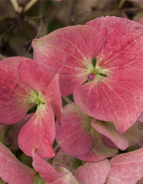 Hydrangea macrophylla 'Dark Angel'®