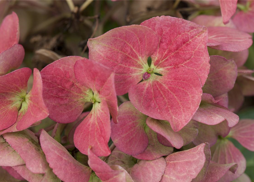 Hydrangea macrophylla 'Dark Angel'®