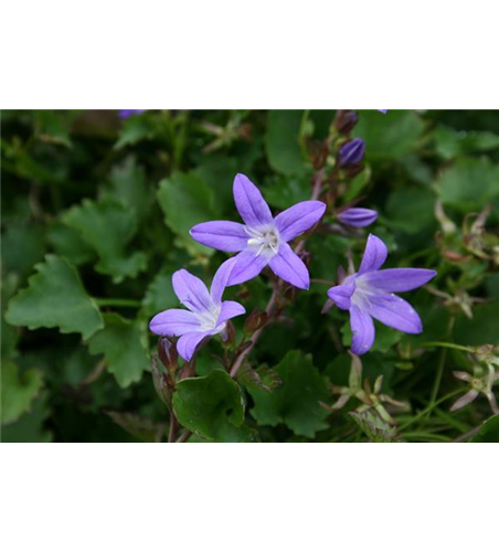 Campanula poscharskyana 'Stella'