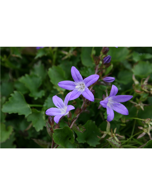 Campanula poscharskyana 'Stella'