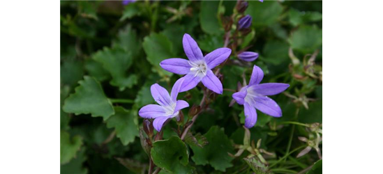 Campanula poscharskyana 'Stella'