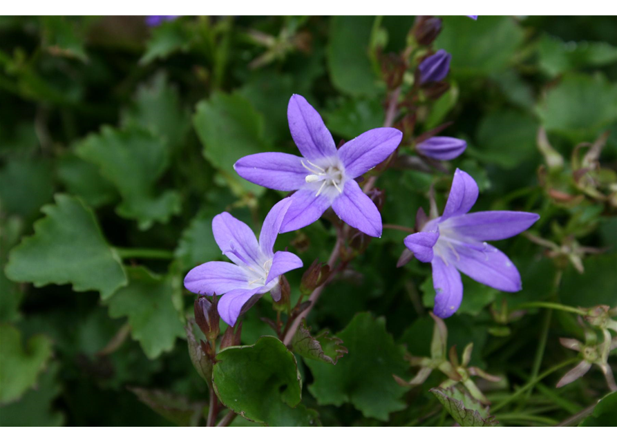 Campanula poscharskyana 'Stella'