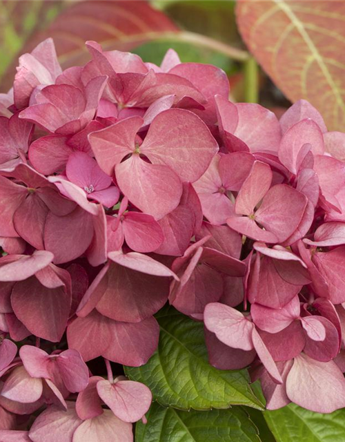 Hydrangea macrophylla 'Dark Angel'®