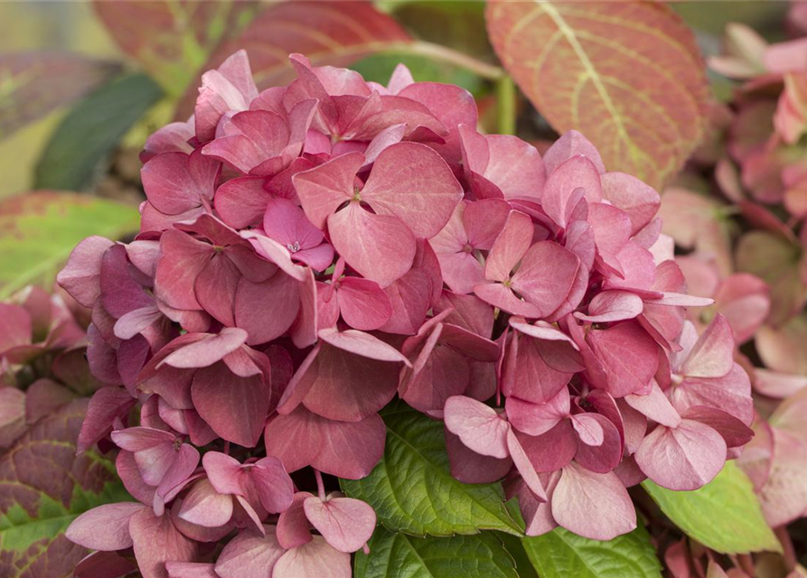 Hydrangea macrophylla 'Dark Angel'®