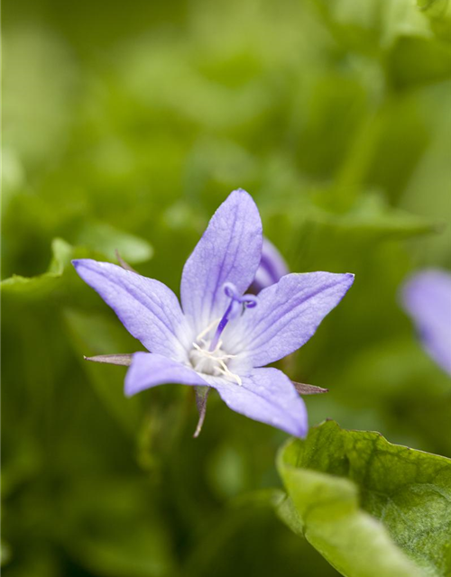 Campanula poscharskyana 'Stella'