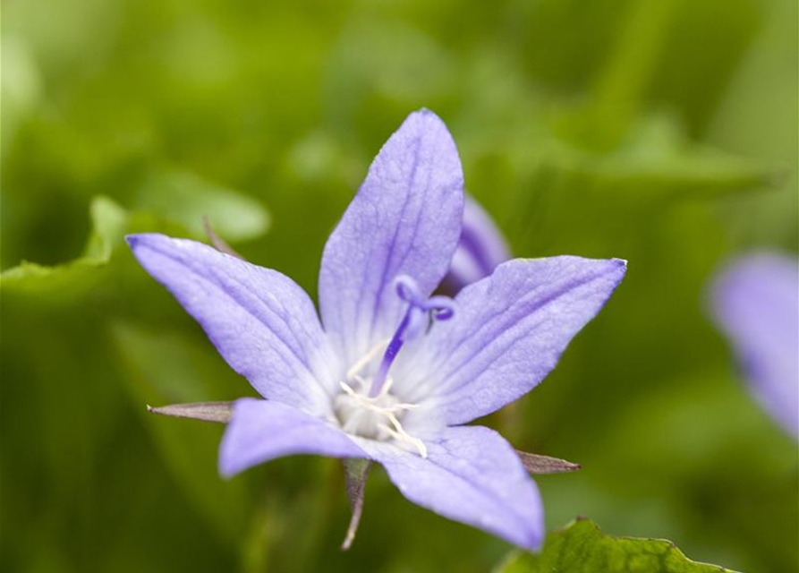 Campanula poscharskyana 'Stella'