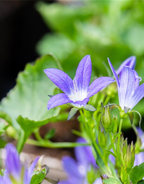 Campanula poscharskyana 'Stella'