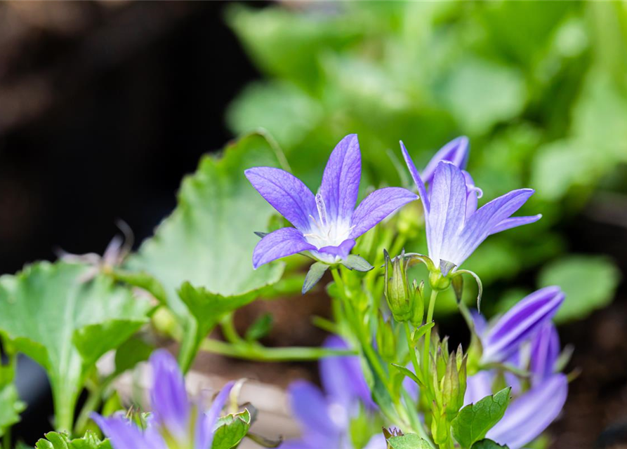 Campanula poscharskyana 'Stella'