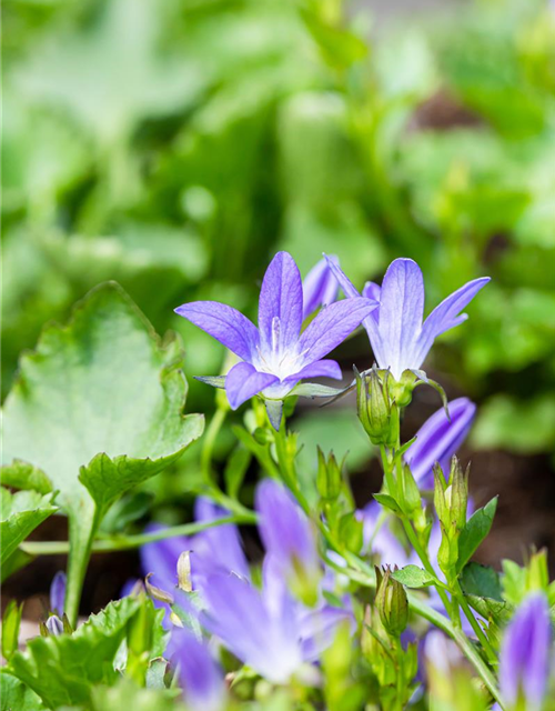 Campanula poscharskyana 'Stella'