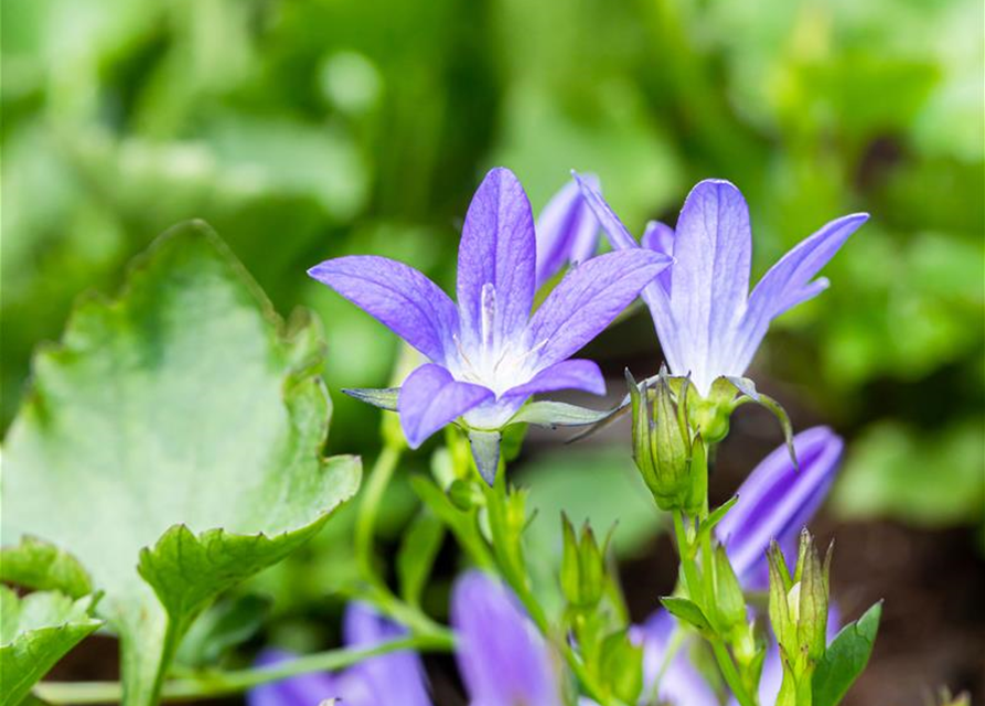 Campanula poscharskyana 'Stella'