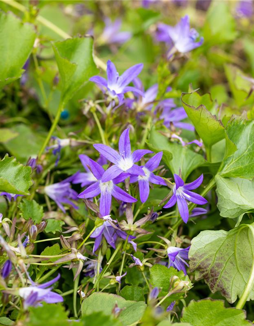 Campanula poscharskyana 'Stella'