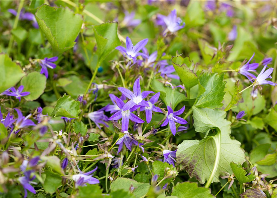 Campanula poscharskyana 'Stella'