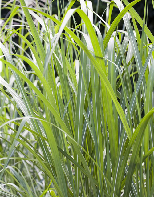 Miscanthus giganteus